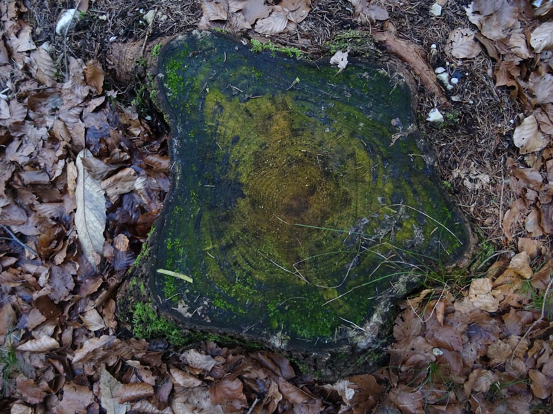 L''avez di Fontana Carboneri - Cavedine